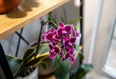 Orchidėjų augintoja Viltė Pranevičiūtė