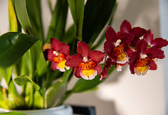 Orchidėjų augintoja Viltė Pranevičiūtė