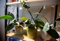 Orchidėjų augintoja Viltė Pranevičiūtė