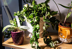 Orchidėjų augintoja Viltė Pranevičiūtė