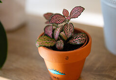 Orchidėjų augintoja Viltė Pranevičiūtė