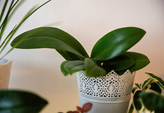 Orchidėjų augintoja Viltė Pranevičiūtė