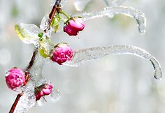 Varvekliai ant gėlių Vakarų Kinijoje