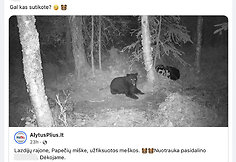 Tariamai miške Lietuvoje pastebėtų meškų nuotrauka platinama neišsiaiškinus, ar ji tikra