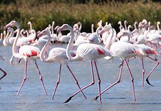 Flamingai Sardinijoje