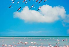 Flamingai Sardinijoje