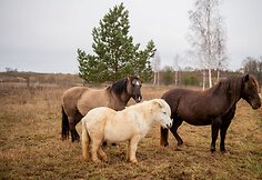 „Arklių slėnyje“