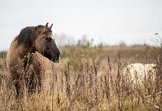 „Arklių slėnyje“