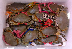 Kepo krabų turgus