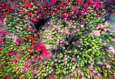 Pak Khlong Talat turgus Bankoke, Tailandas