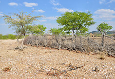 Ovahakaona genties gyvenimas Namibijoje