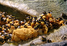 Latgalos zoosodas
