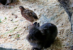 Latgalos zoosodas