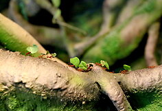 Latgalos zoosodas