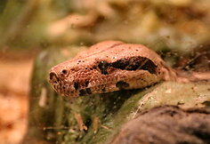 Latgalos zoosodas