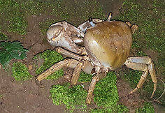 Krabai