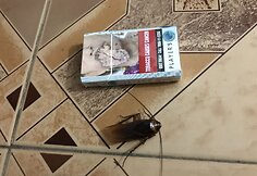 Lauryno ir Domanto kelionė
