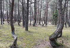 &bdquo;&Scaron;okančio mi&scaron;ko&ldquo; paslaptis kol kas neįminta