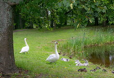 Preilių parke gyvena gulbės, antys, ir kiti pauk&scaron;čiai