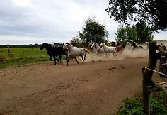 Džakovo žirgai