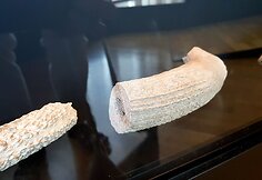 Nupjautas ragas