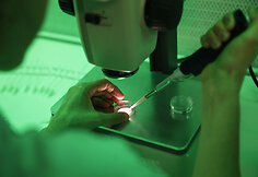 Laboratorijoje, kur apvaisinti kiau&scaron;inėliai