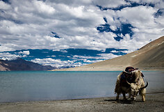 Pangong Lake