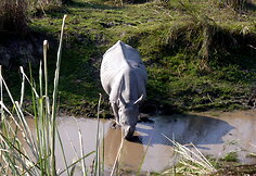 Azijos raganosis Kaziranga safari metu