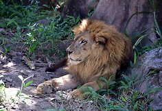 GIR safaris Indijoje Gujarat regione