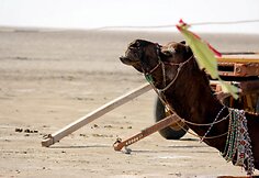 Great rann of Kutch. Kupranugarių safaris Indijoje