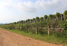 Kambodžos pipirų plantacijos