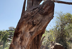 Konso gentis