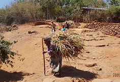 Konso gentis