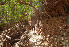 Konso gentis