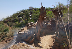Konso gentis
