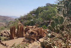 Konso gentis