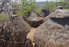Konso gentis