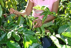 Kavos plantacija Kolumbijoje