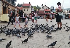 Balandžiai Sarajeve