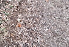 Motociklais i&scaron;važinėtas Kudinų piliakalnis ir jo apylinkės