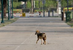 &Scaron;akalai Tel Avive