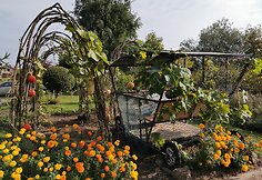 Moliūgas-karieta Šiaulių botanikos sode