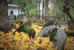 Bernardinų kapinėse kertami medžiai