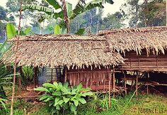 Korowai genties namai