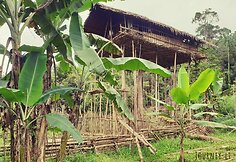 Korowai genties namai