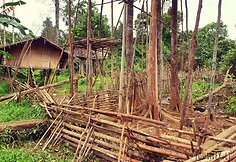 Korowai genties namai