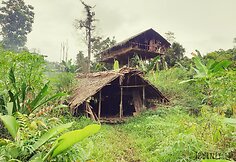 Korowai genties namai