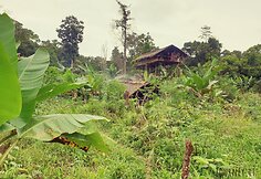 Korowai genties namai