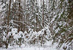 Liepijų pėsčiųjų trasa