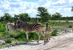 Kelionė Namibijoje